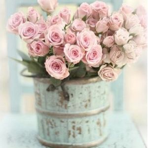 Meet your Posher, Shannon